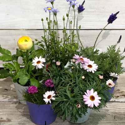 草花・宿根草 POT苗 