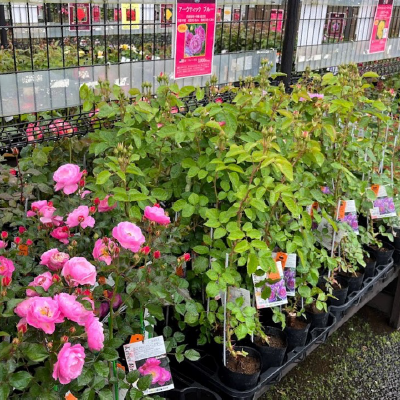 京成バラ園感謝セール - 京成バラ園 - Keisei Rose Garden