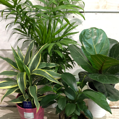 観葉植物