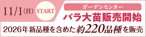バラ大苗販売開始