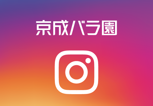 公式インスタグラム