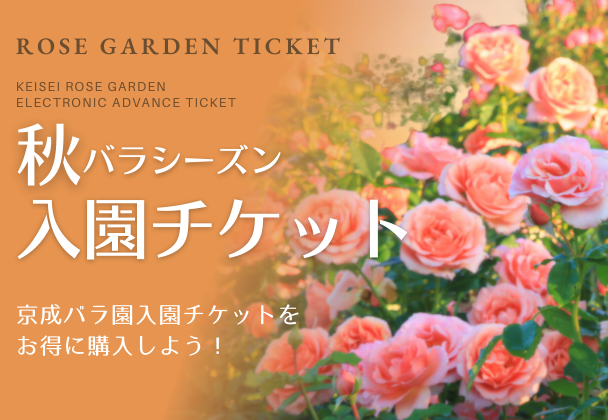 お得なチケット販売