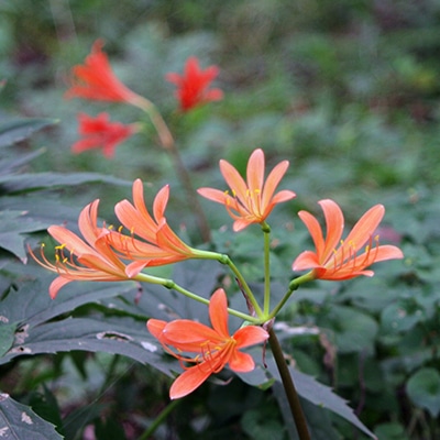 秋の山野草類2