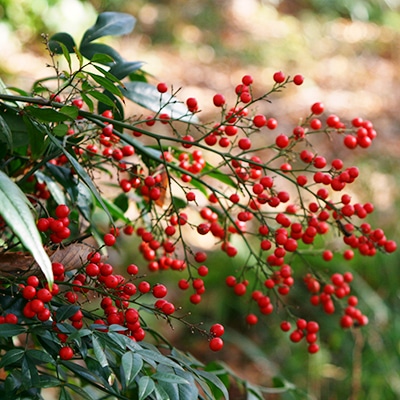 秋の山野草類3