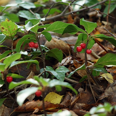 秋の山野草類4