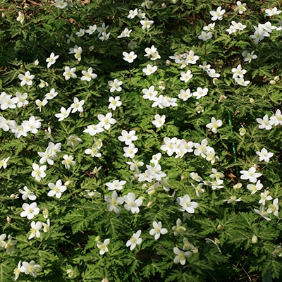 春の山野草類2