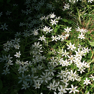 春の山野草類5