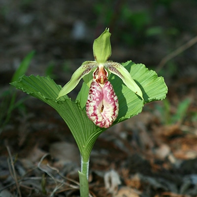 春の山野草類6