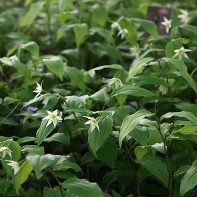 春の山野草類8