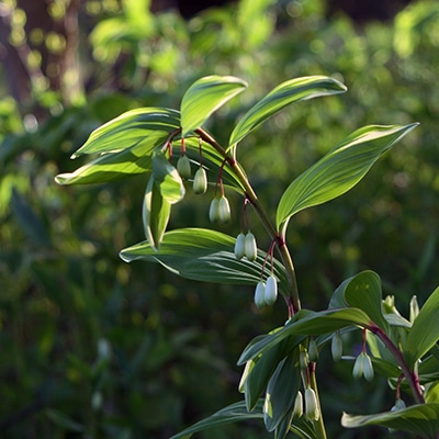 春の山野草類9