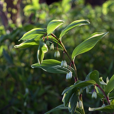 春の山野草類9