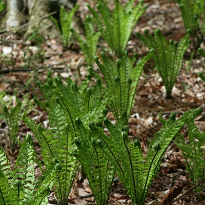 春の山野草類10