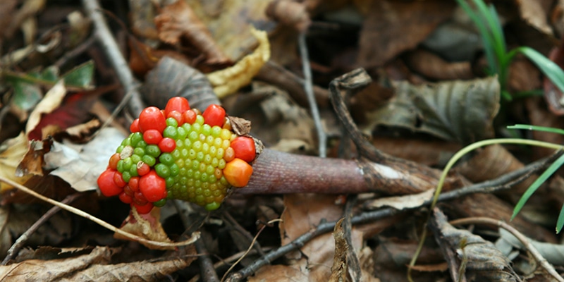 冬枯れの野草1