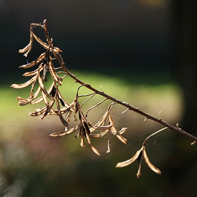 冬枯れの野草2