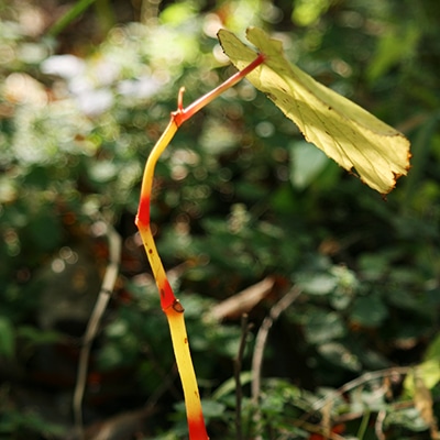 冬枯れの野草3