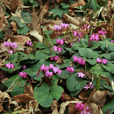 早春の山野草類2