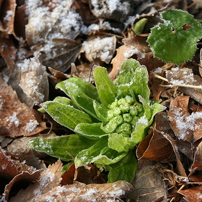 早春の山野草類4