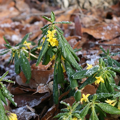 早春の山野草類5