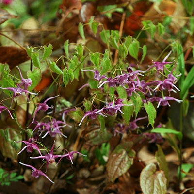 早春の山野草類6