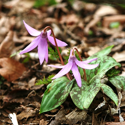 早春の山野草類7