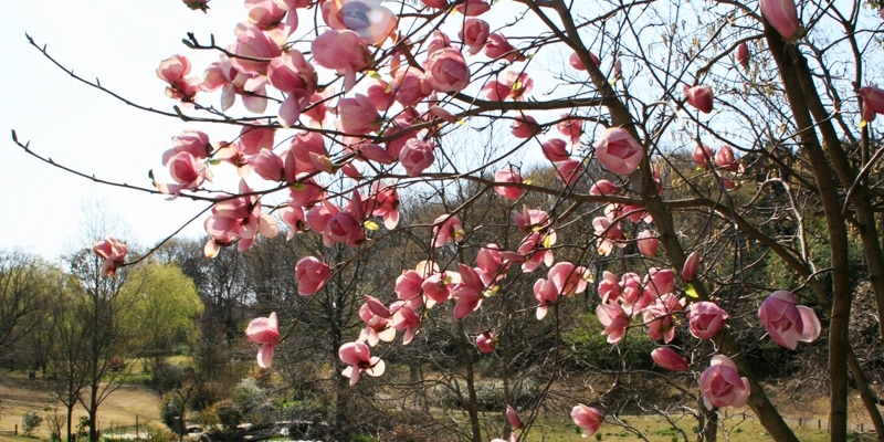 春の自然風庭園1