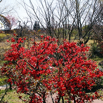 春の自然風庭園2