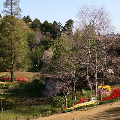 春の自然風庭園4