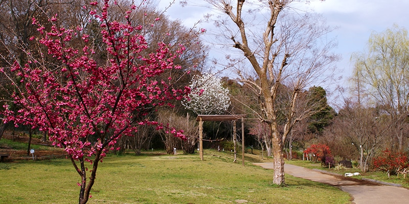 森の前広場1