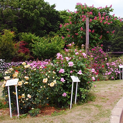 秋・冬の自然風庭園2