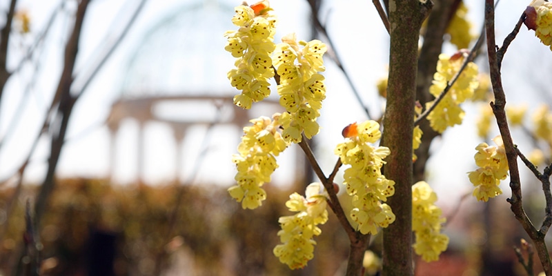 早春・春の花木1