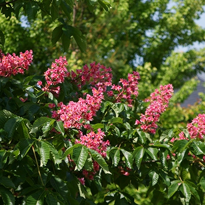 早春・春の花木10