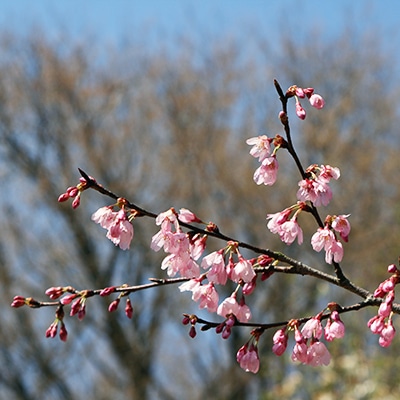 早春・春の花木15