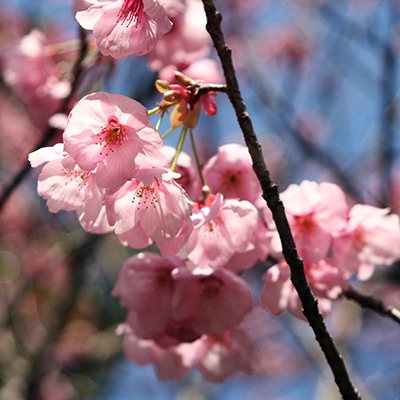 早春・春の花木16