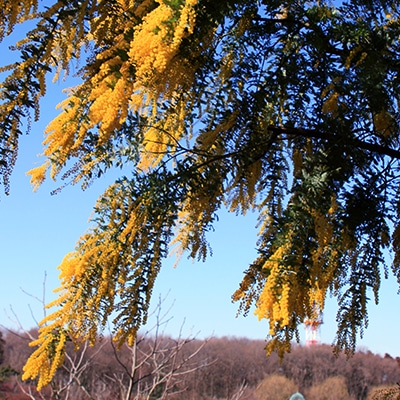 早春・春の花木19