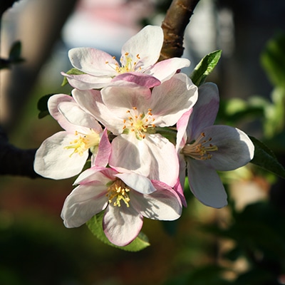 早春・春の花木5