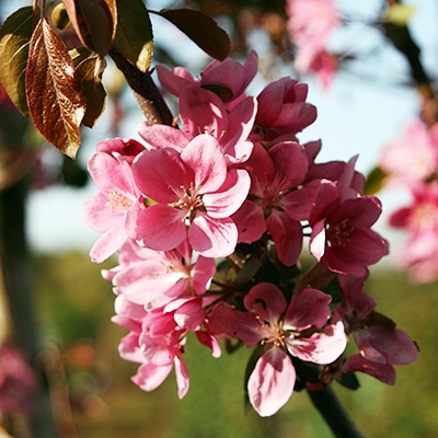 早春・春の花木6