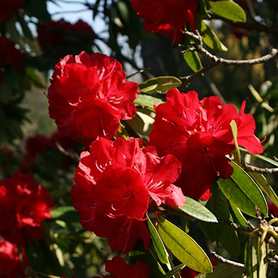 早春・春の花木7