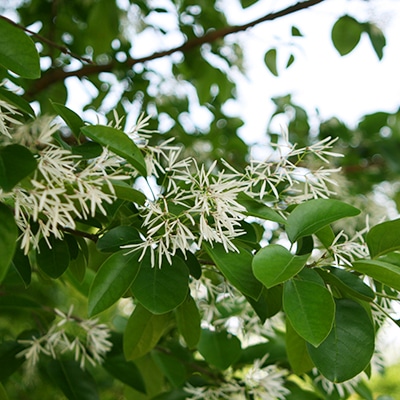 早春・春の花木9