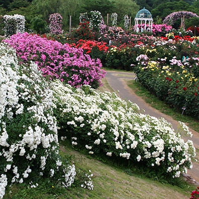 秋・冬の自然風庭園2