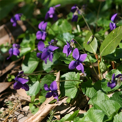 早春・春の花2