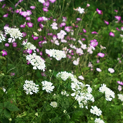 早春・春の花6