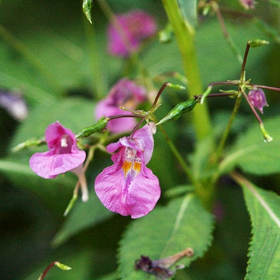 夏・秋の花2