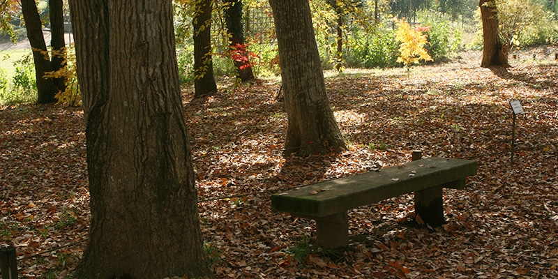 散策の森（秋）1