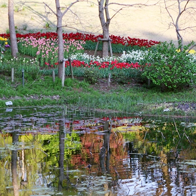 晩秋から早春の水鏡2