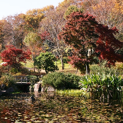 晩秋から早春の水鏡3