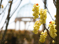 早春・春の花木