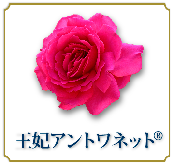 王妃アントワネット®